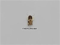 藏品(夜蛾科)的圖片